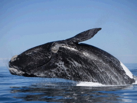19 февраля отмечается Всемирный день кита