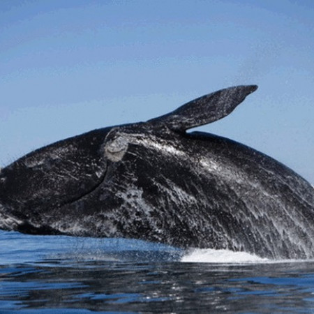 19 февраля отмечается Всемирный день кита