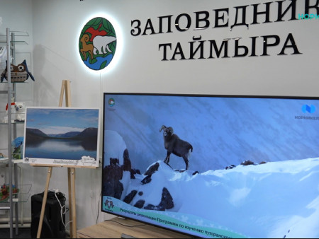 Промежуточные итоги по изучению толсторога. 2025 год