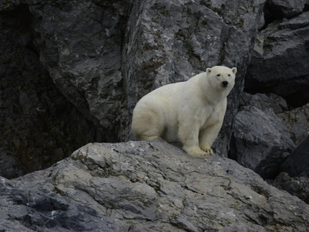 Сохранить белого медведя: страны ареала утвердили план защиты до 2028 года.