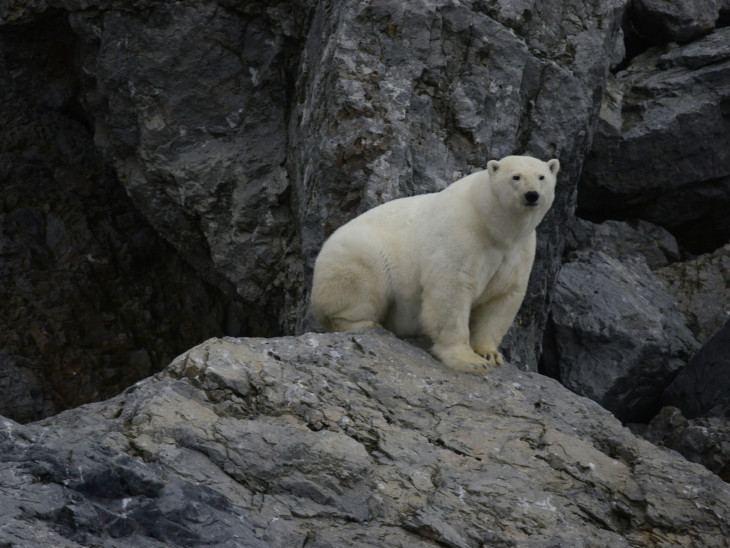 Сохранить белого медведя: страны ареала утвердили план защиты до 2028 года.