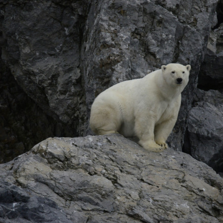Сохранить белого медведя: страны ареала утвердили план защиты до 2028 года.