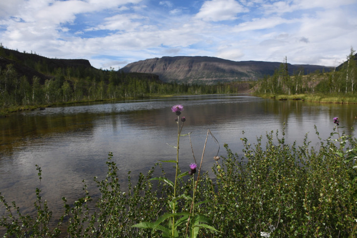 Бодяк девясиловидный