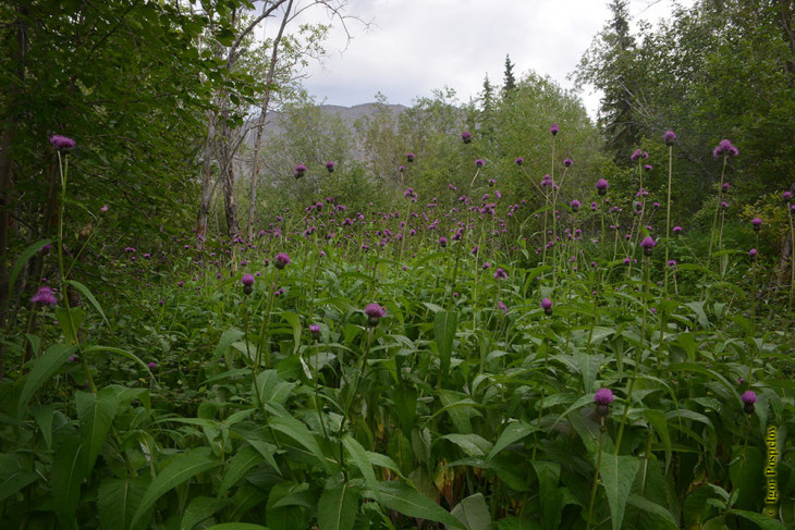 Бодяк девясиловидный