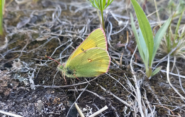 Желтушка тундровая (Colias hecla).