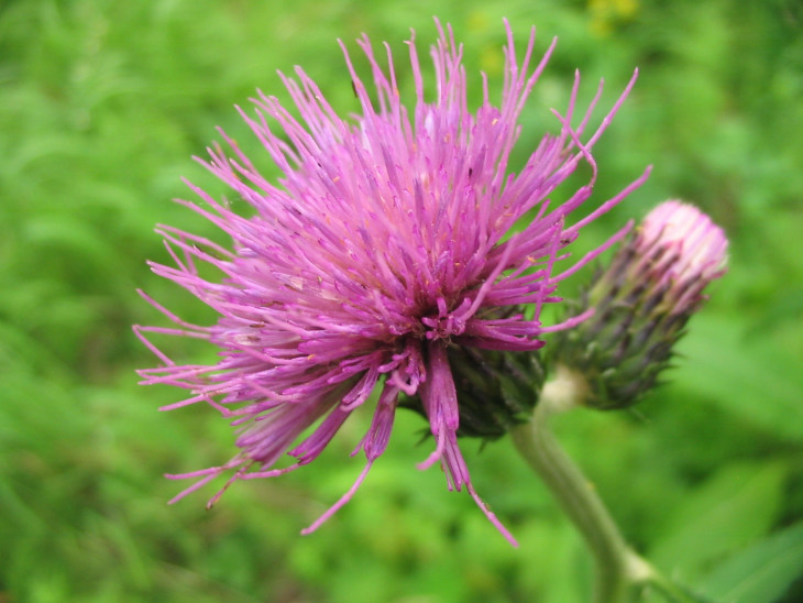 Бодяк девясиловидный, плато Путорана,                  озеро Лама