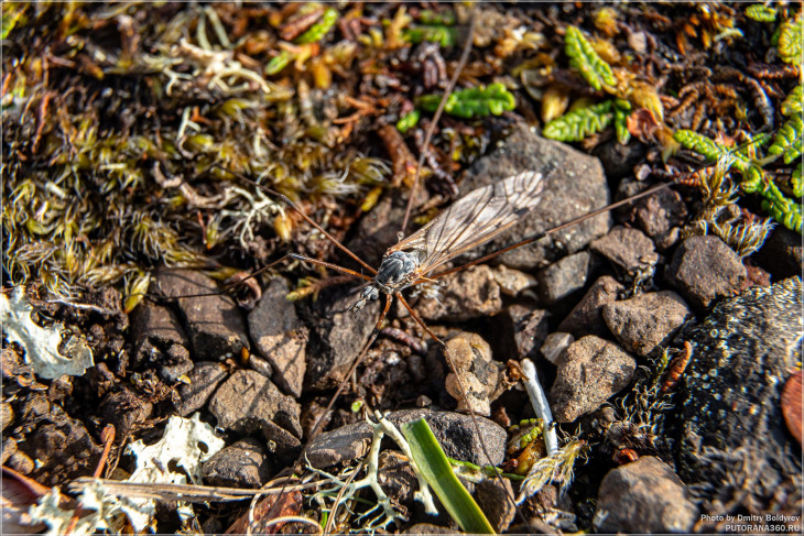 Комар-долгоножка (лат. Tipulidae)