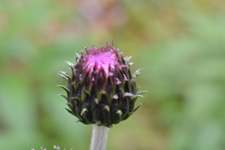 Бодяк девясиловидный