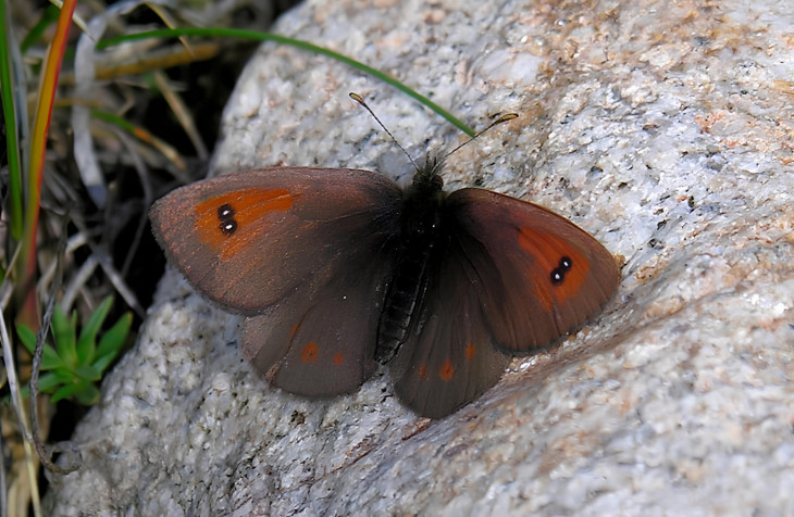 Альпийская чернушка (Erebia callias vodjanovi) греется на камнях
