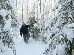 Более 44 тысяч рейдов по пресечению незаконных рубок новогодних елок провели в России