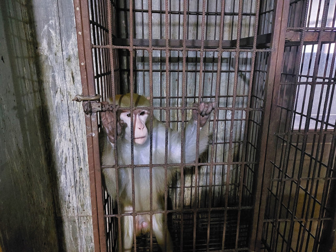 Ни моржа, ни тигра: почему нельзя держать дома экзотических животных.