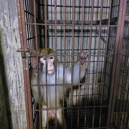 Ни моржа, ни тигра: почему нельзя держать дома экзотических животных.