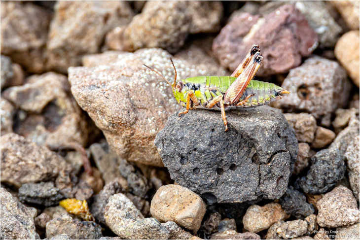 Нимфа (личинка) короткокрылки Поппиуса (короткокрылки лесной) - (Podismopsis poppiusi). Редкий, относится к кобылкам, а не к кузнечикам. Определил К. Водянов