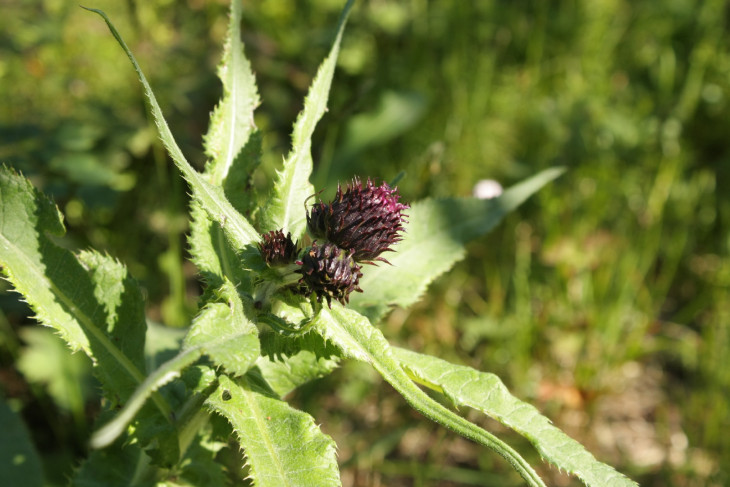 Бодяк девясиловидный