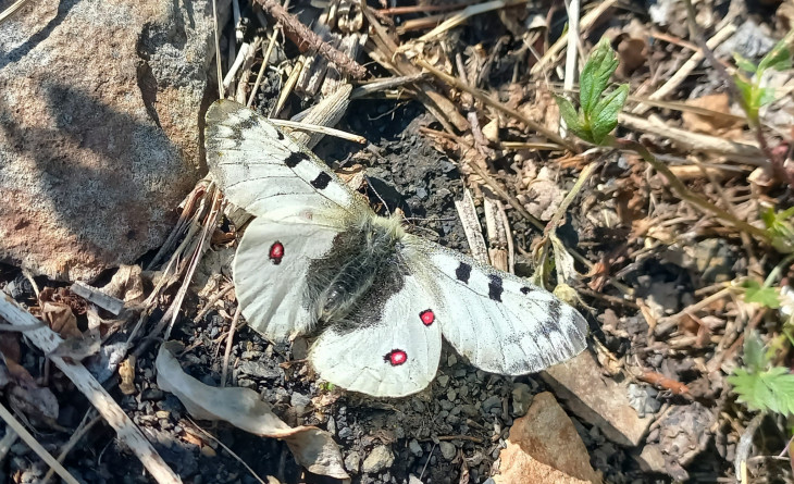 Парусник Феб (Parnassius phoebus zamolodtschikovi), самец.