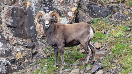 Сколько баранов в Путоранах?