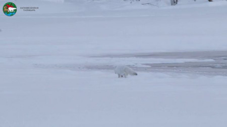 Песцы с озера Собачье