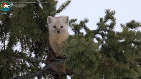 Соболь плато Путорана